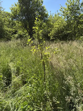 Foto treephoto-kk30s46b9qj3eg82tbc9yv9r.jpeg