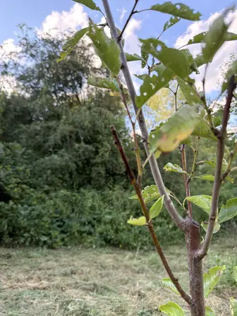 Foto treephoto-kzmm9f2moj5ph1yujllhsj86.jpeg
