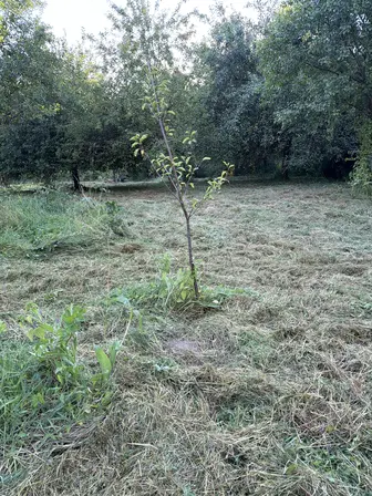 Foto treephoto-p52leqyl25r0ri523dwrvxhx.jpeg