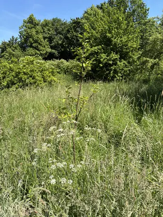 Foto treephoto-s9b9xosmeumr0kmcssjffmm0.jpeg