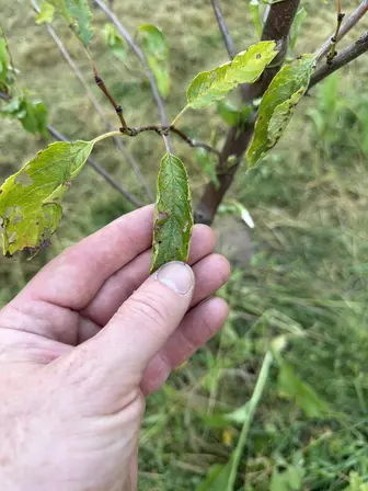 Foto treephoto-umfjf8sm5o015jmh8554lxpu.jpeg