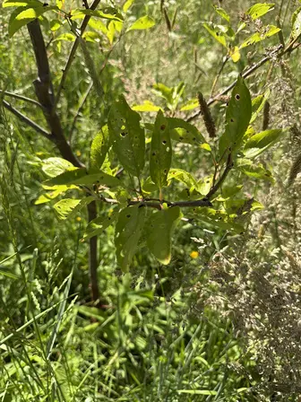Foto treephoto-yukkjaofklmtdtttjwrzoo4d.jpeg