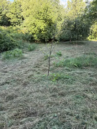 Foto treephoto-z1byk1kr3vk7r29c0792u1w3.jpeg
