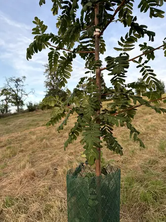 Foto treephoto-du9o2h57zhkffd7finr4usal.jpeg