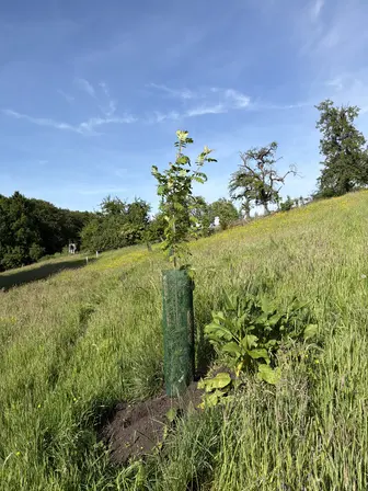Foto treephoto-ja764on3calupbilo9jpw1od.jpeg