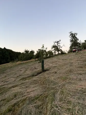 Foto treephoto-jzblyngo1w4j3w0fmz00r9n3.jpeg