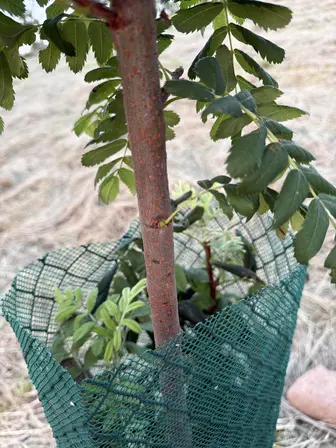 Foto treephoto-k4nu7v4dm97brnnu6lny6vg8.jpeg