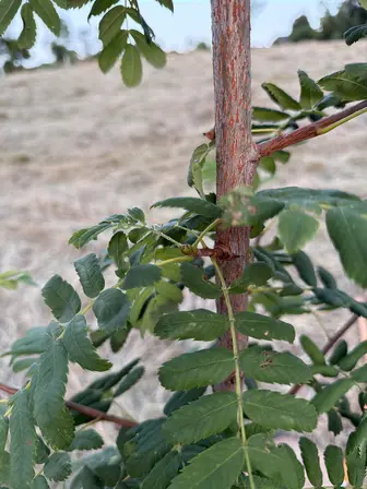 Foto treephoto-k4obhpod3ughhjnq5jv9bk0m.jpeg