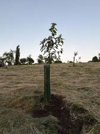 Foto treephoto-klwuotdx3hpxrihnkmv1nnfm.jpeg