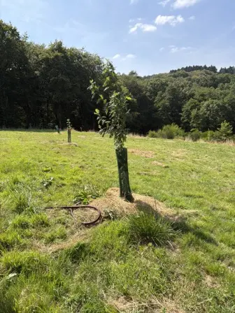 Foto treephoto-l1yb5unq523lfd3t91sjkv34.jpeg