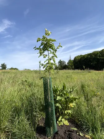 Foto treephoto-lc1czksvqcklcz1yzw35wnkr.jpeg