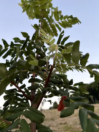 Foto treephoto-ll4gr20teqtz25x65hrqbn6z.jpeg