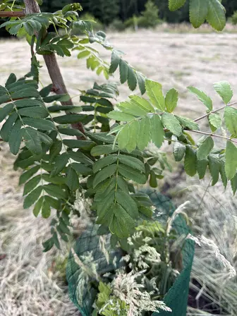 Foto treephoto-n42fnspe9sztnpawl1dk0l34.jpeg