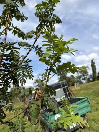 Foto treephoto-o15qspyqximmpzcrla7t5v77.jpeg