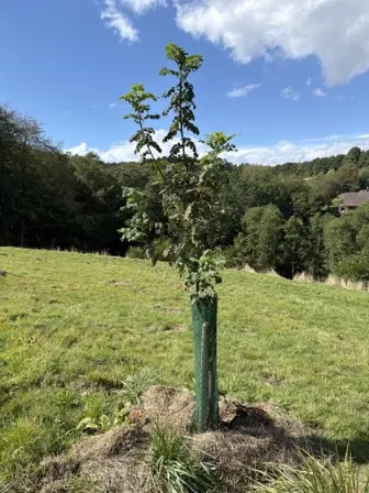Foto treephoto-sidn1ptmlkao6lnd0b25kksv.jpeg