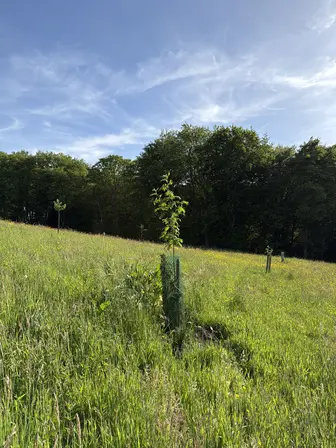 Foto treephoto-t3xko2ty03sayxqvrntbn01g.jpeg