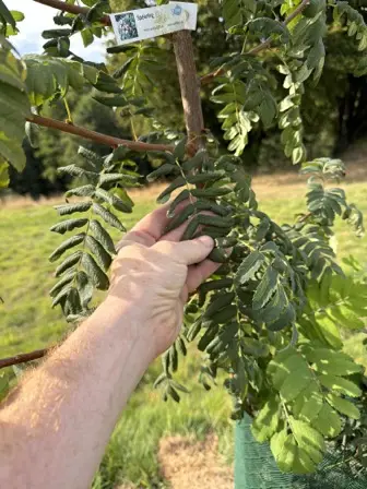 Foto treephoto-xphwz71eyvpgeboztlza1iqf.jpeg