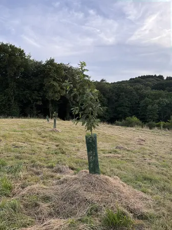 Foto treephoto-xql0r9dpaz22fabna16strco.jpeg