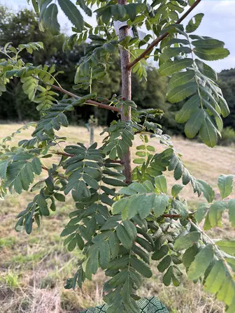 Foto treephoto-xto20r8gqmpzj875wp194ton.jpeg