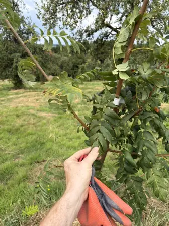 Foto treephoto-b3yyo626byi0607fm0x8tfcu.jpeg