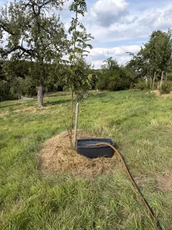 Foto treephoto-c49m1x180nh7dquz58x6beqr.jpeg