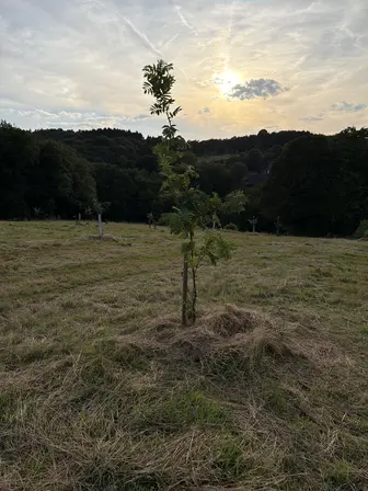 Foto treephoto-h361xsg6pudai7prce3dkimt.jpeg