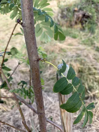 Foto treephoto-iezdz870gvz24opu2iy6kcz1.jpeg