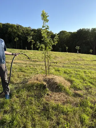 Foto treephoto-imupmrvpoh7gerkkqdnxzyzt.jpeg