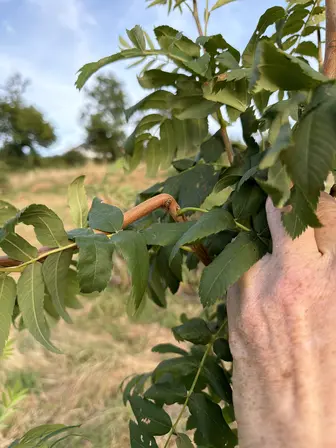 Foto treephoto-nccby8nbchlya7jjsbwnmi3g.jpeg