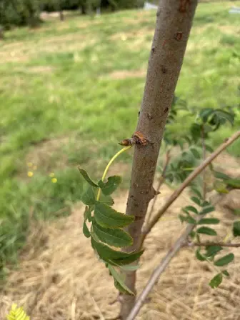 Foto treephoto-tm1xnilm17919a4zw0v29urg.jpeg