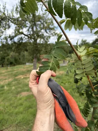 Foto treephoto-vkmqysqrlg7fuorqo02zragu.jpeg