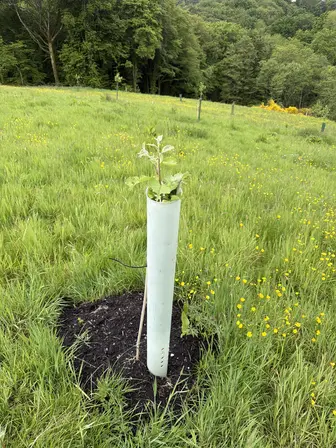 Foto treephoto-fh9knlfcfn5qpx5k6wvyikfq.jpeg