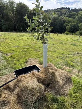 Foto treephoto-khjm32ux25ck4rxx228q0s45.jpeg