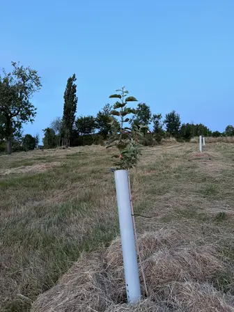 Foto treephoto-o7wsp2tqftt9iyzv7aghdbbz.jpeg