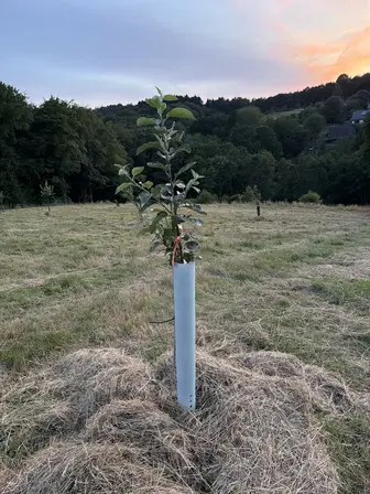 Foto treephoto-vyx2e5wz7k1c8bmyoq798rd9.jpeg