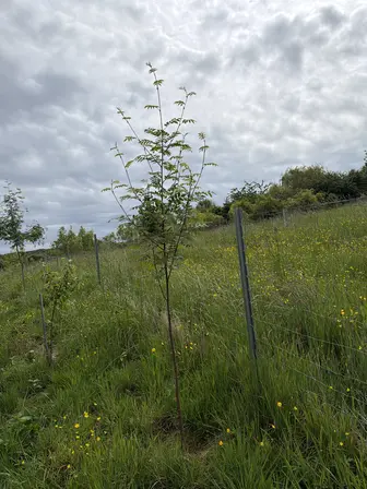 Foto treephoto-lqivydmfr2xn1cras47bra2p.jpeg