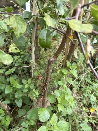 Foto treephoto-jixtrndmjutx1u9fbxiapebp.jpeg