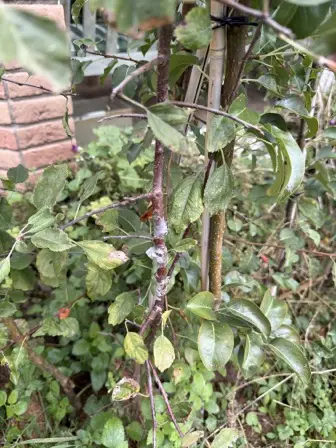Foto treephoto-o10dd0a5j7i7k6umgsl58fri.jpeg