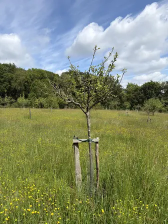 Foto treephoto-abd0sc71fyf326agd80bvzi0.jpeg