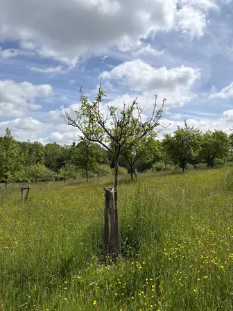 Foto treephoto-iil9ftqnvc4k2ippzx1oj6k3.jpeg
