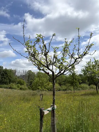 Foto treephoto-nsu3pemrjy4wjqmm72h5gd3m.jpeg