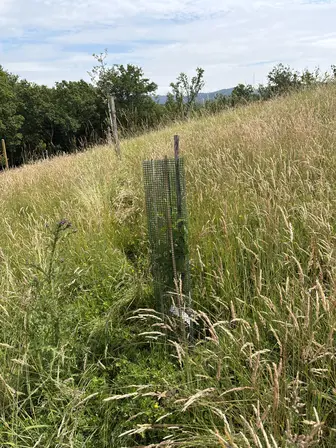 Foto treephoto-p6gy100szrtzdcdr2x3xlpk0.jpeg