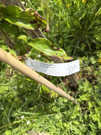 Foto treephoto-tdatbh978rtxftmamh145v0z.jpeg