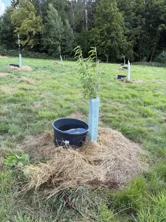 Foto treephoto-bxly7534kmqxlwkbpsi2v4tx.jpeg