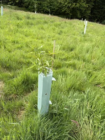 Foto treephoto-eihzv3d5h6jt5f8rnku01ccu.jpeg