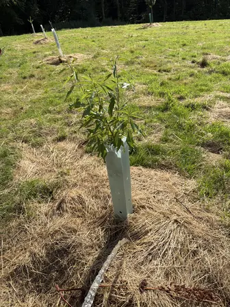 Foto treephoto-q6ag1682tws655xtfpsznwas.jpeg