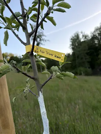Foto treephoto-c0iswt1smav02jlis33s7ybd.jpeg