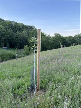 Foto treephoto-d2ineyfynqe95fe4fngxr41x.jpeg