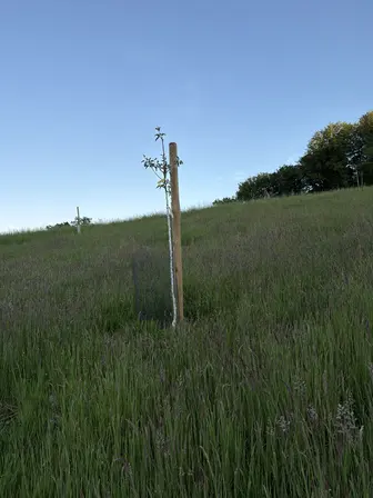 Foto treephoto-t0qp7dwximlg8w8vydvylkjm.jpeg