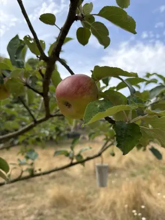 Foto treephoto-etposnjmmeyzehjuus59nrrq.jpeg